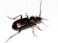 Loricera pilicornis
